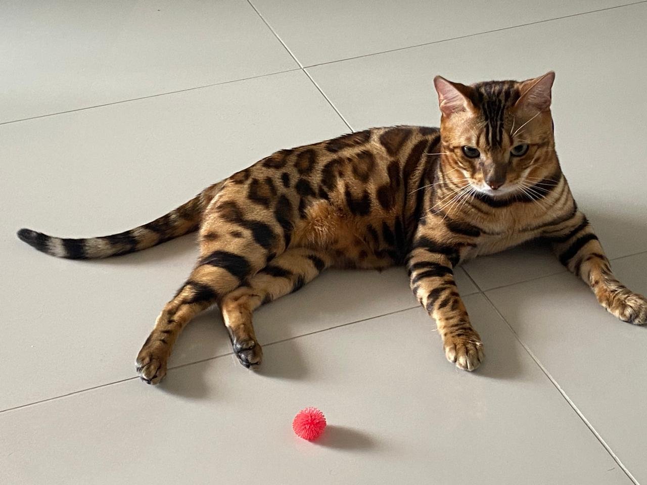 Gato Bengalí