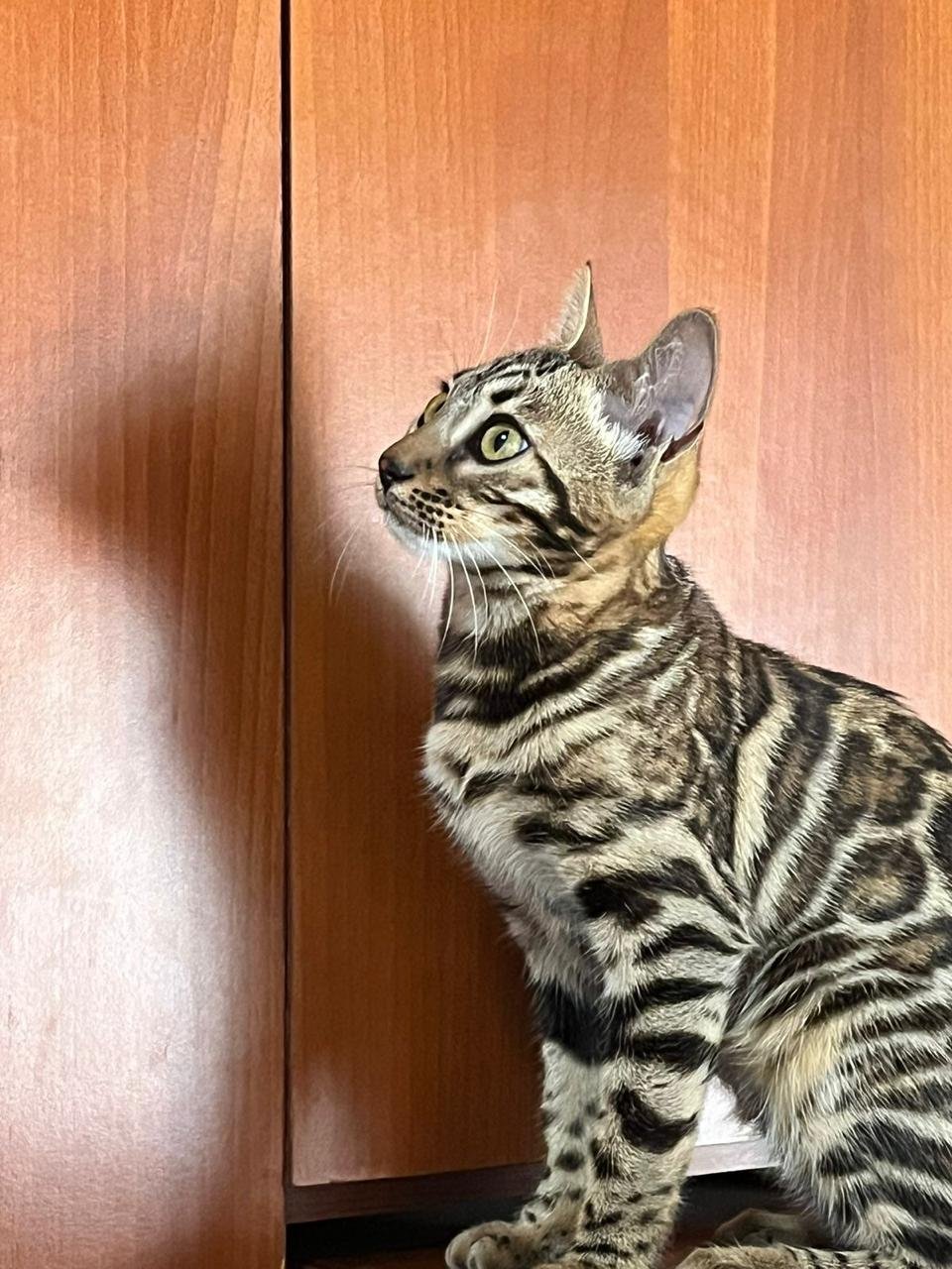 Gato Bengalí