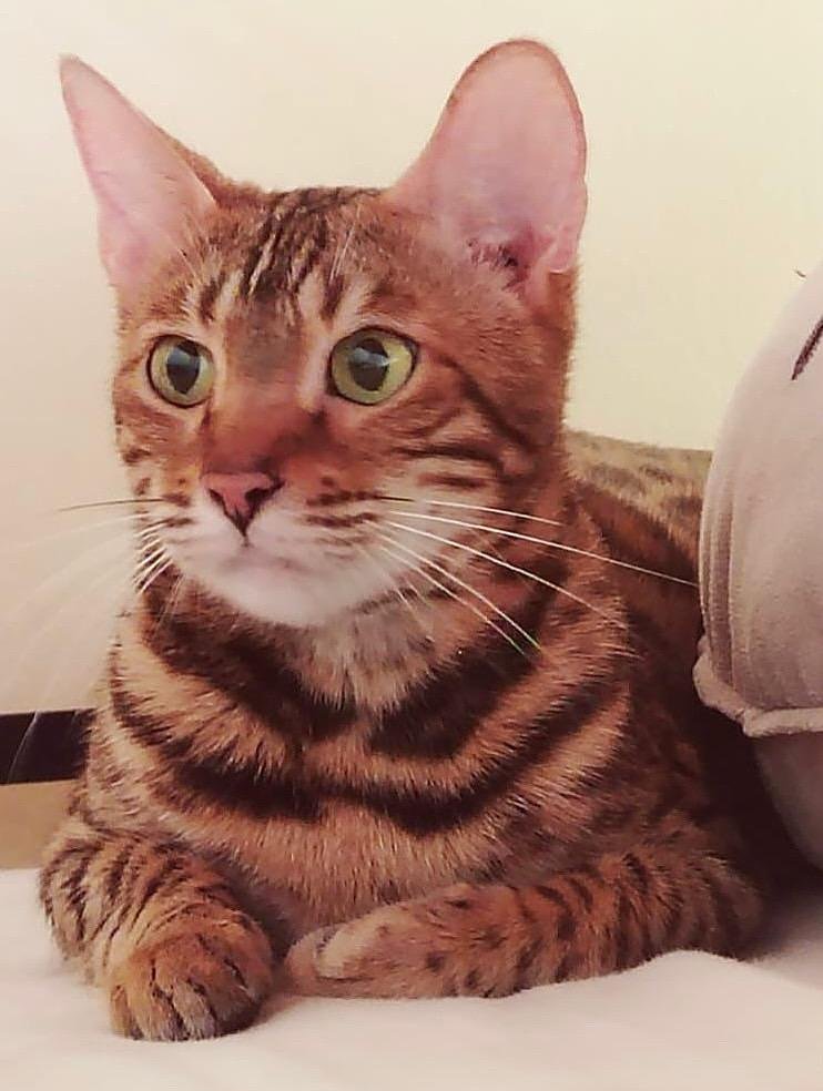 Gato Bengalí