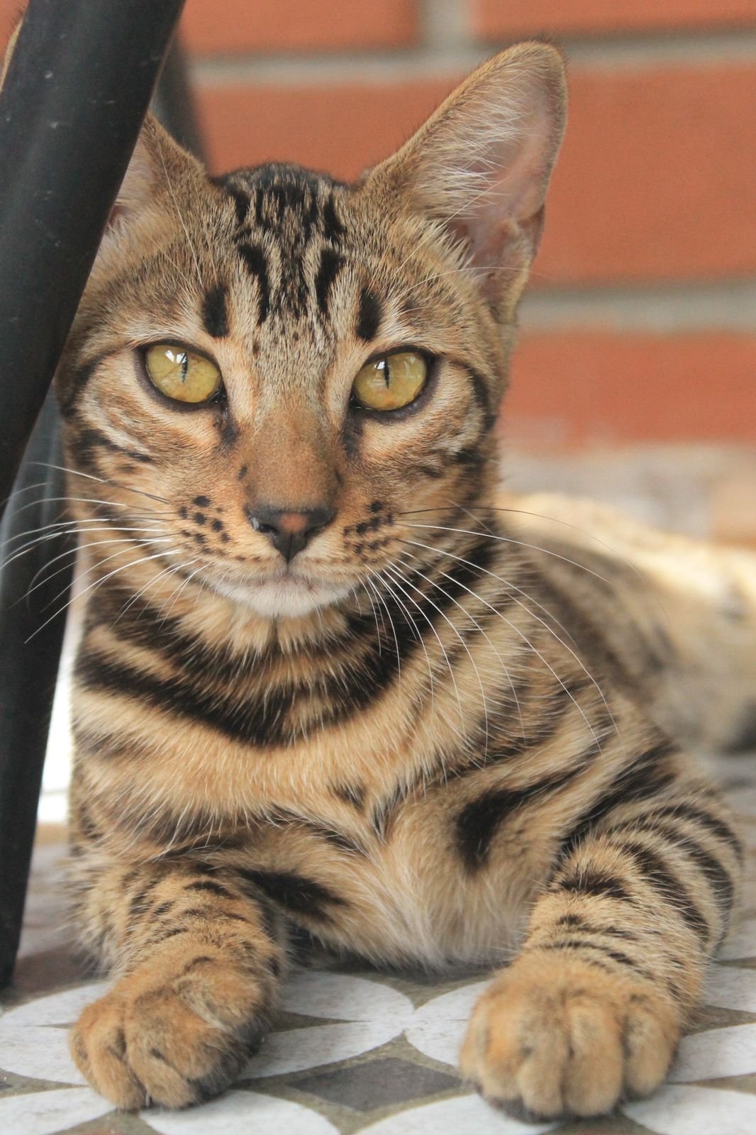 Gato Bengalí