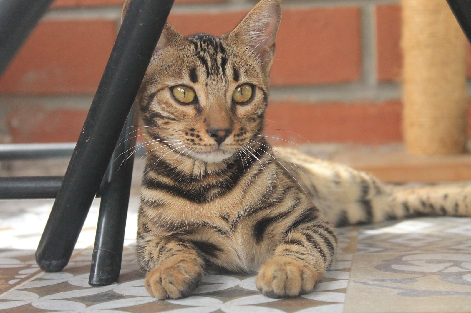 Gato Bengalí