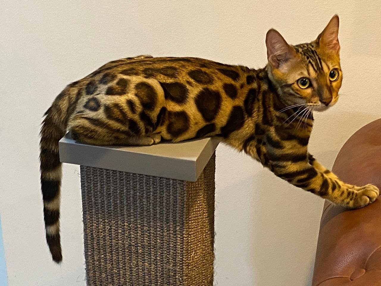 Gato Bengalí