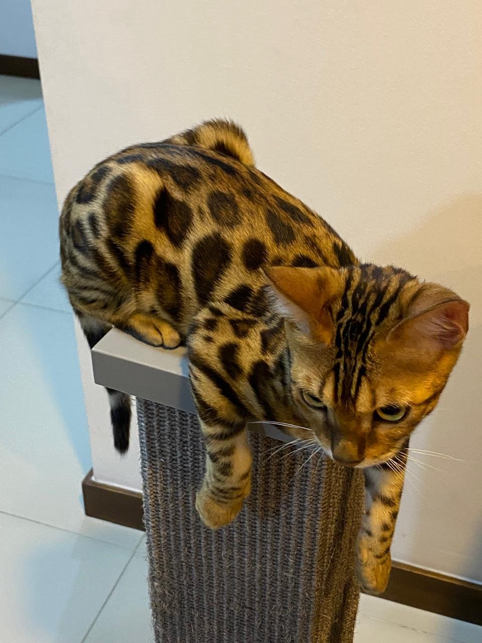 Gato Bengalí