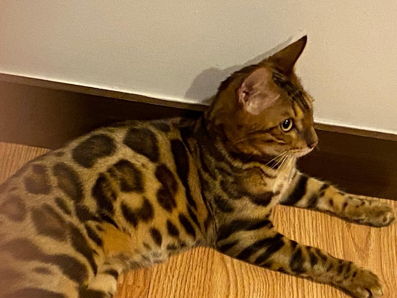 Gato Bengalí