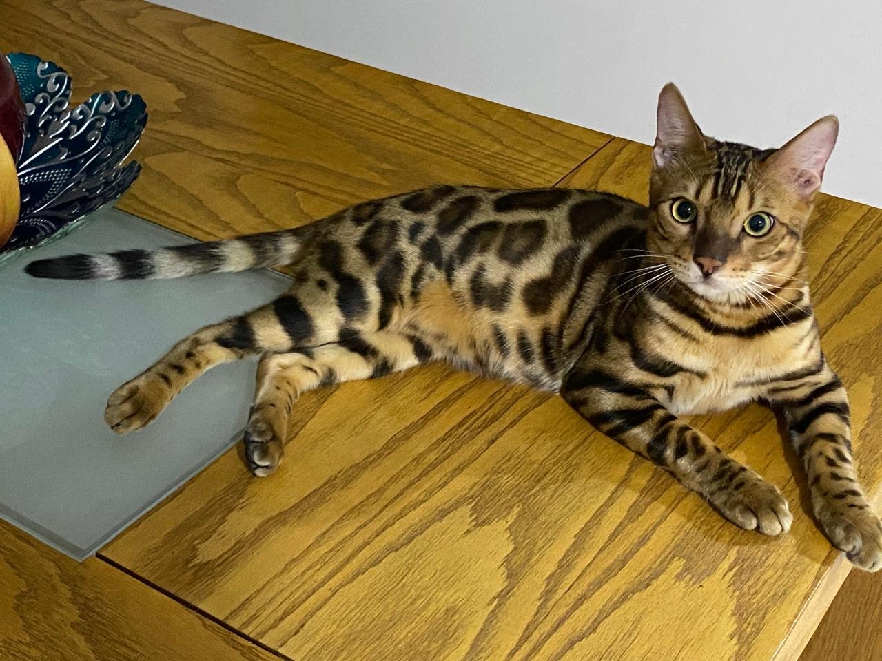 Gato Bengalí
