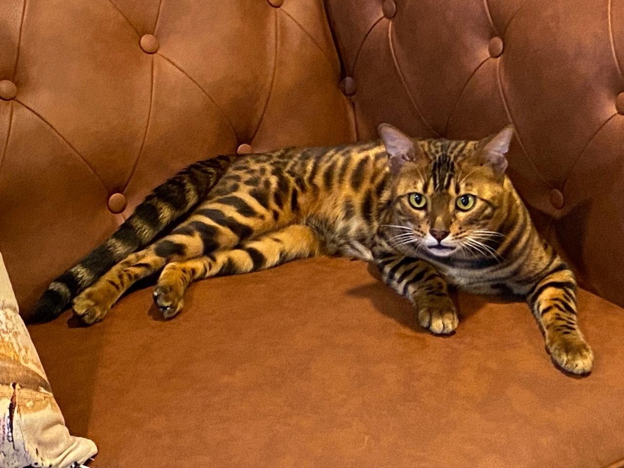 LepardLand*ES Oliver of Katzebel