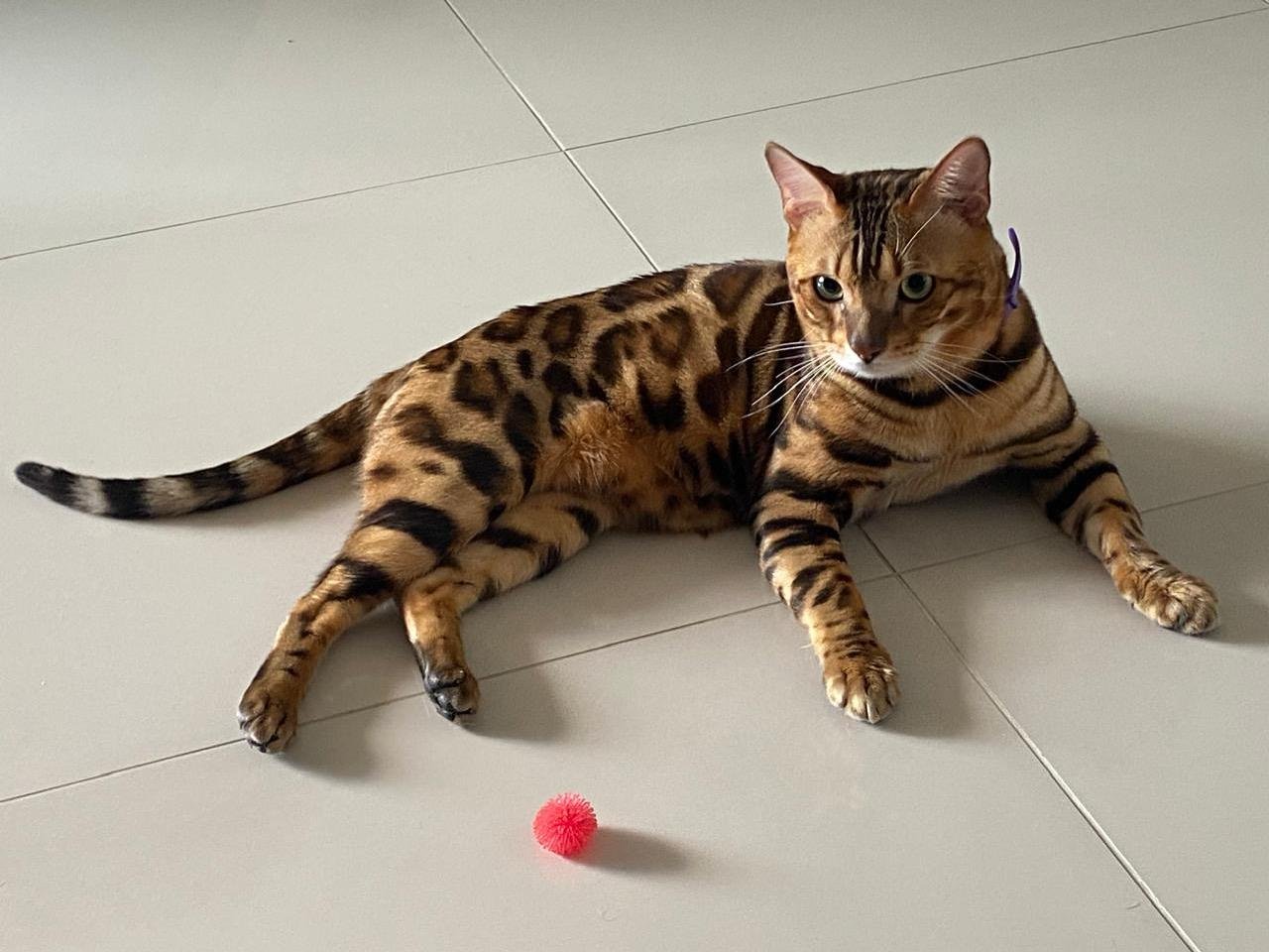 LepardLand*ES Napoleon of Katzebel