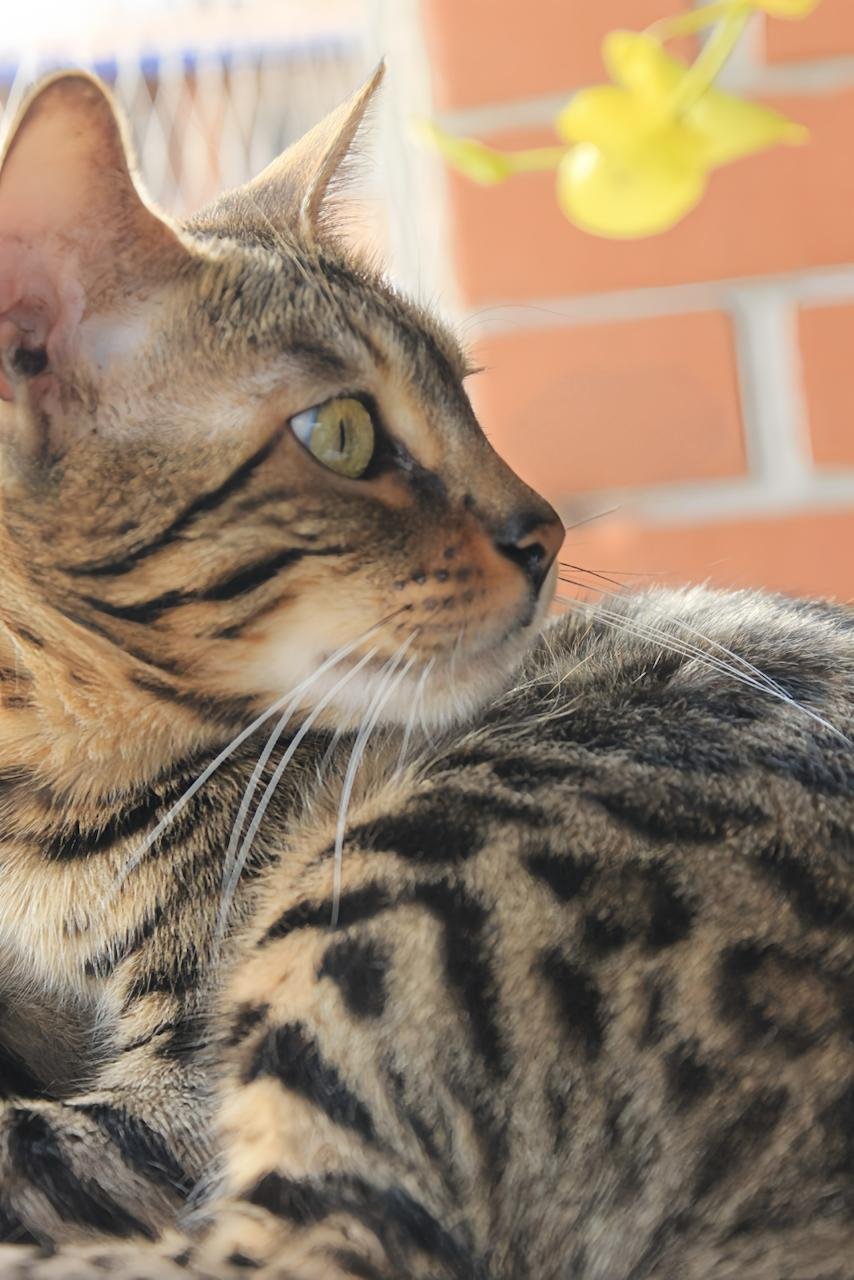 DivinoBengal Xena of Katzebel